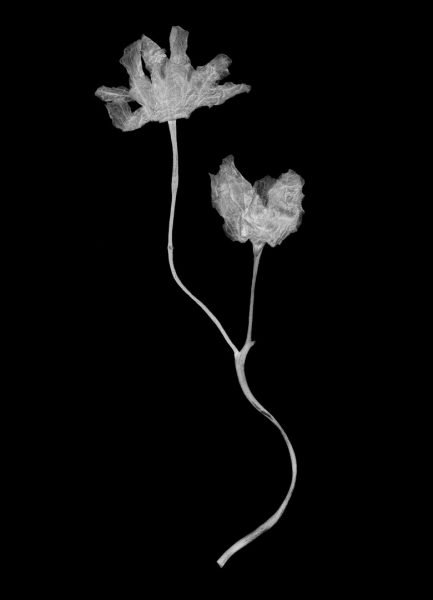 Peter Wiklund - Acer platanoides 2