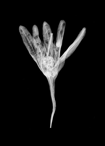 Peter Wiklund - Gagea lutea
